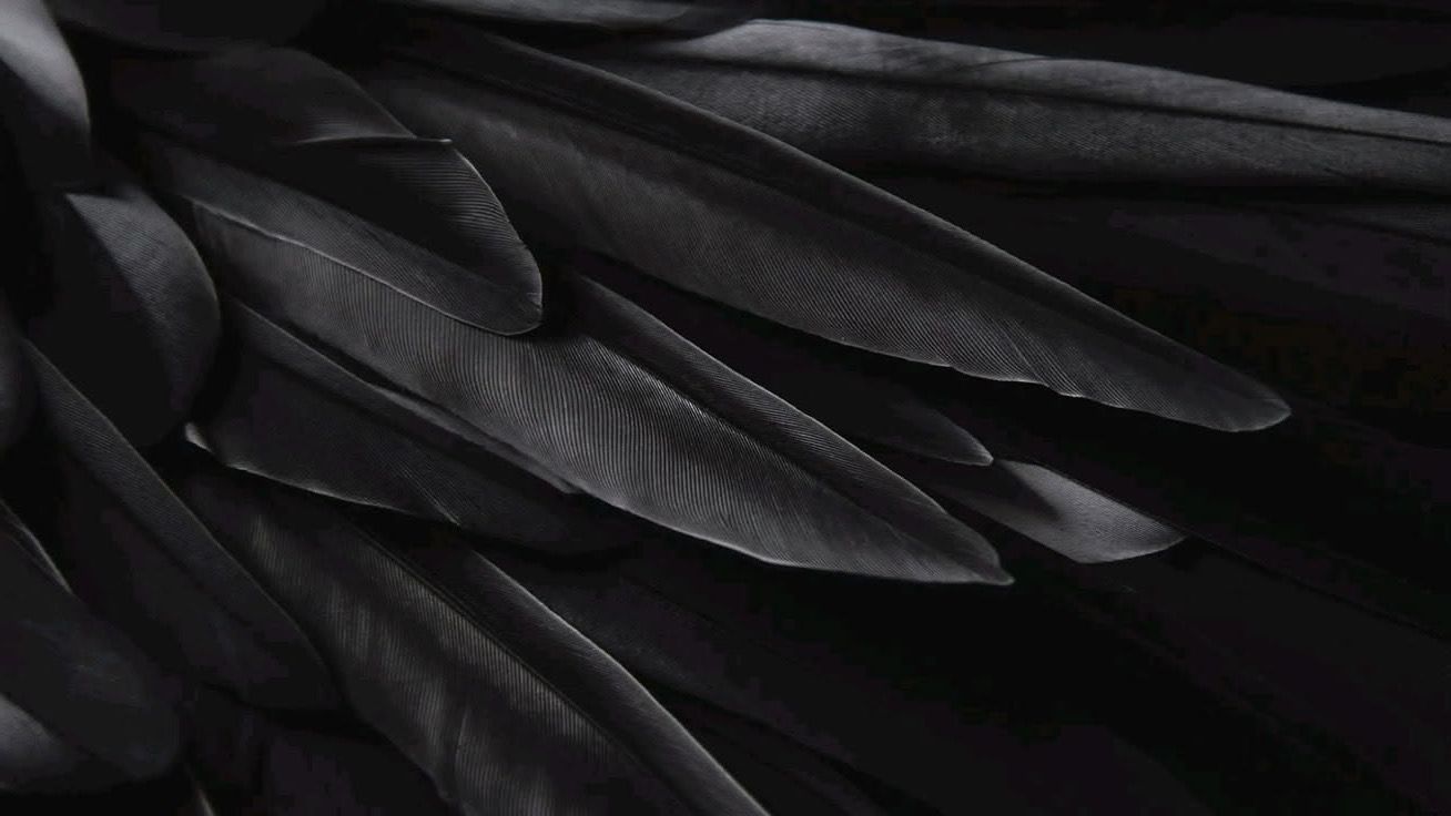 Dark feathers in close detail