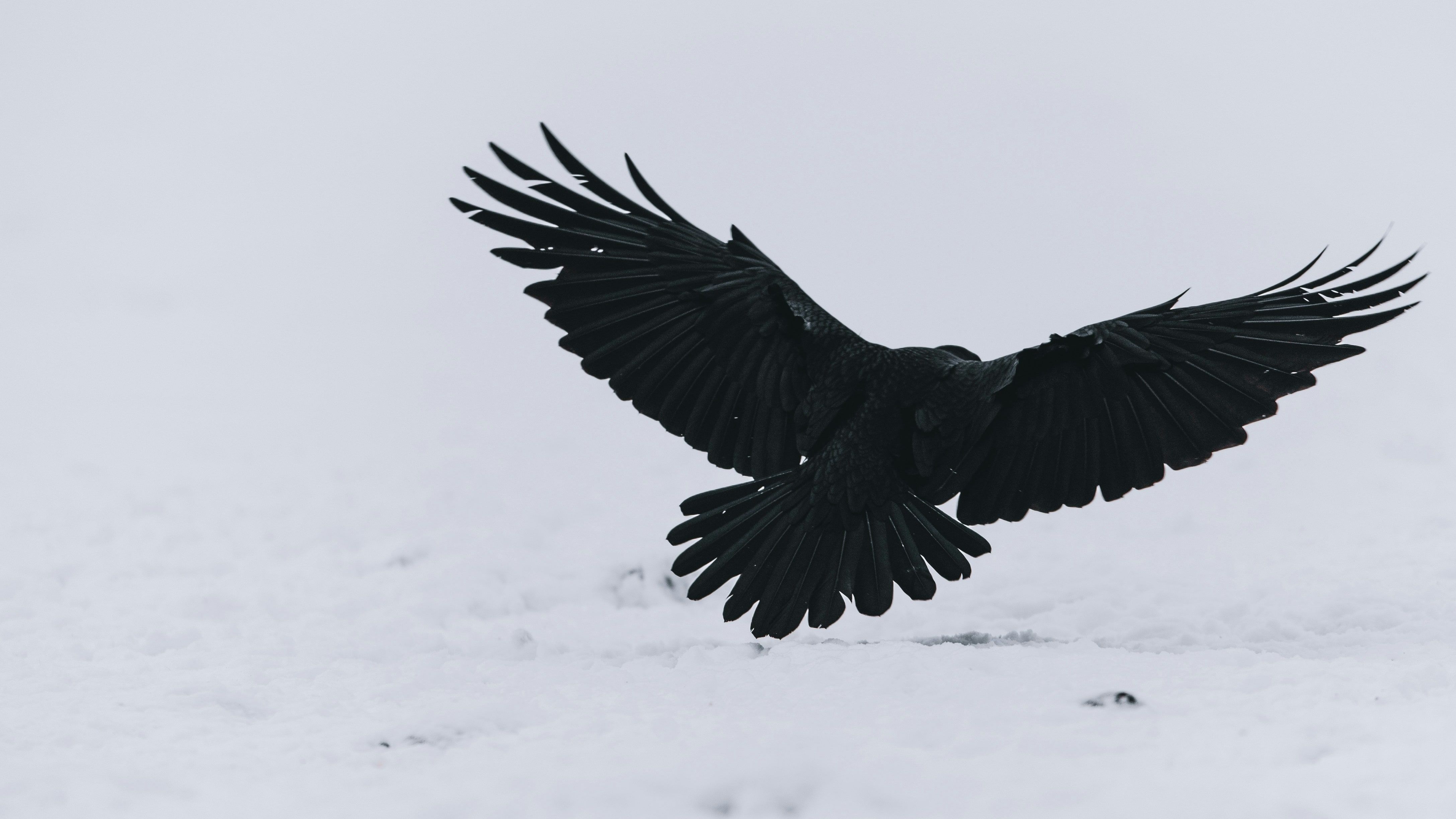 A raven landing on snow, wings spread wide